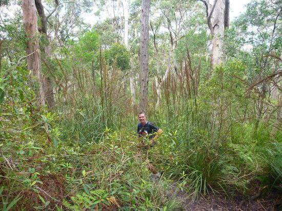 Aufstieg zum Pigeon House Mountain. Erst bergauf durchs Grüne....