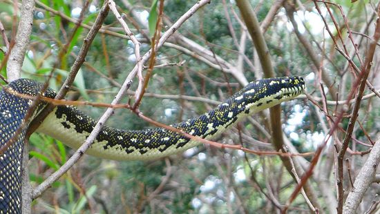 Beim Laufen durch den Wald sahen wir unseren ersten Python in Natura
