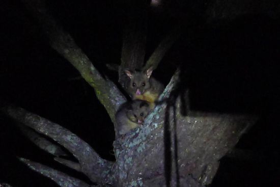 Abends turnten wieder Possums durch die Bäume, hier Mutter mit Kind