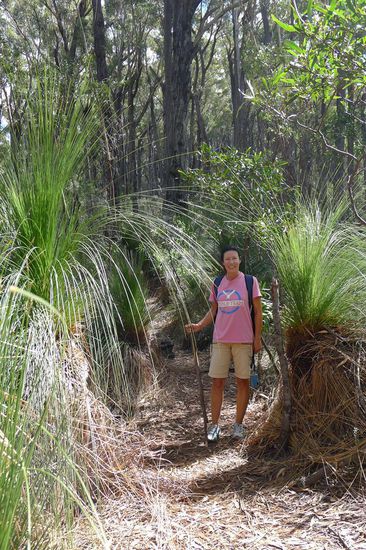 Es beginnt einfach, ein Weg durch einen Wald aus Grasbäumen