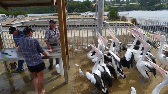 In Mallacoota warten Pelikane und Möwen darauf, von den Fischern mit Fischabfällen gefüttert zu werden