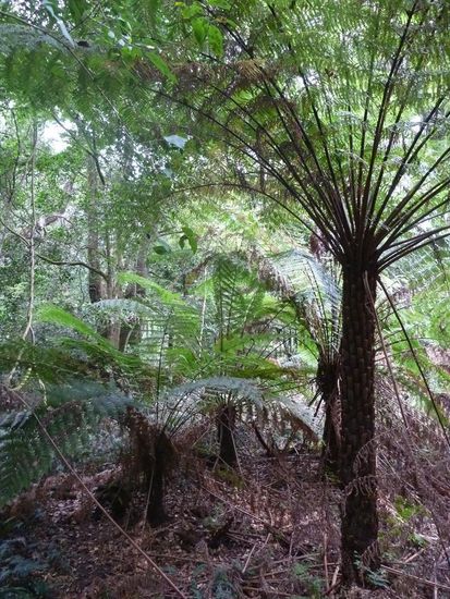 Üppiges Grün und grosse Farnbäume am Double Creek Nationaltrail