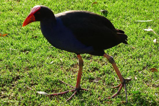 Der Standard-Vogel in den Grünanlagen von Sale, eine Purple Swamp Hen