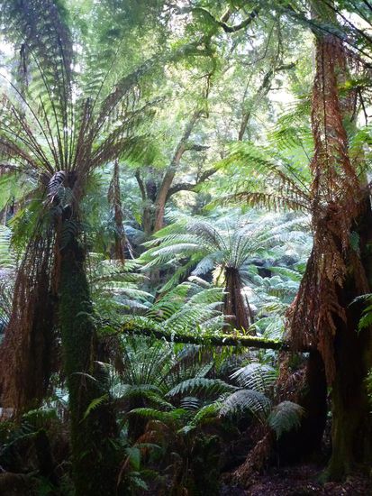 Und wieder ein schöner, grüner Regenwald. Der Tarra Bulga Nationalpark war eine gute Empfehlung.