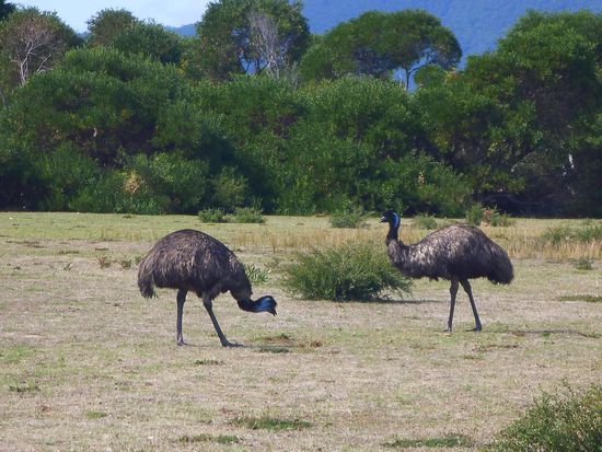 Unsere ersten Emus in freier Wildbahn, das fing ja richtig gut an!