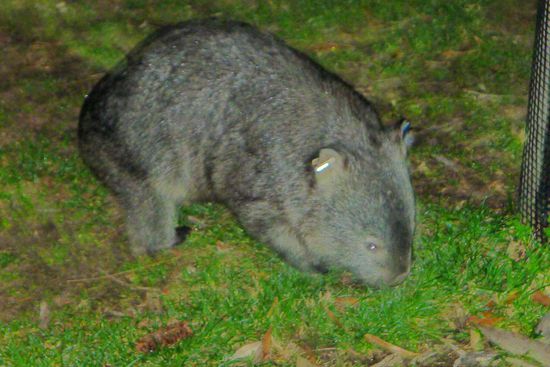 "Nachbarn" die erst nachts rauskommen: Wombats.....