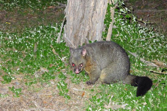.....und Possums