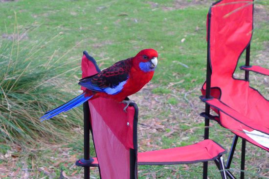 Morgens erscheinen dann lautstark die unterschiedlichsten Papageien