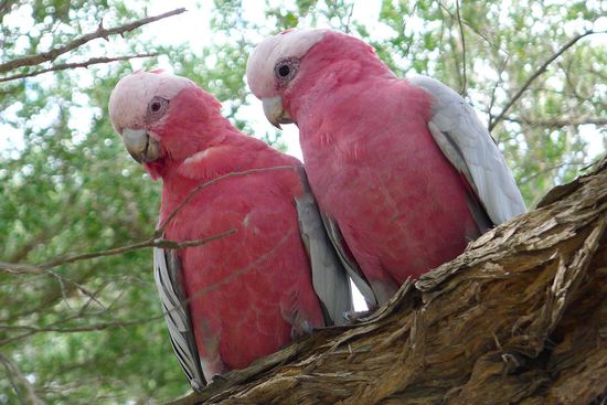 Sie sind nicht nur laut, sondern auch hübsch anzuschauen