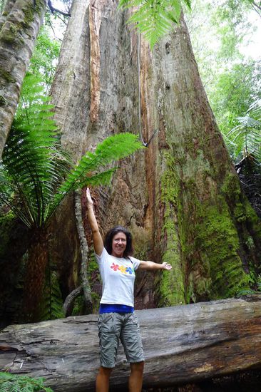 Der Regenwald von Maits Rest, bekannt für seine "Giganten des Waldes"....