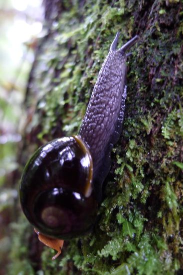 ....und berühmt für seine schwarzen Schnecken, die es nur dort gibt. War gar nicht so leicht zu finden, dieses Prachtstück