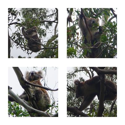 In Cape Otway hängen sie tatsächlich massenhaft in den Bäumen herum: eine Variation von Koala Bären
