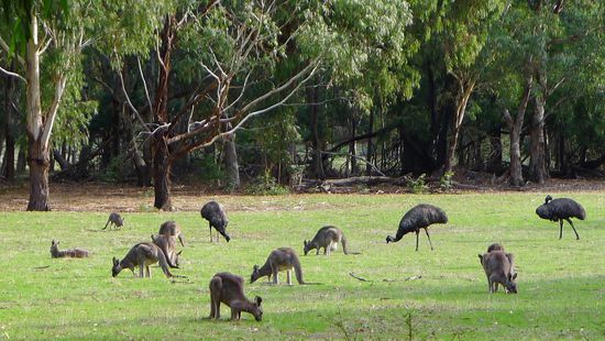 In Halls Gap liefen massenhaft Wallabies und Emus herum