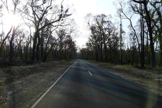Im nördlichen Teil des Nationalparks hatten die Buschfeuer ganz schön gewütet