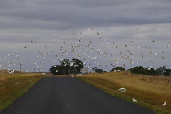 Auf der Strasse sahen wir oft riesige Papageienschwärme