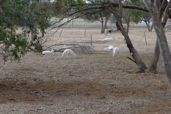Die weissen Känguruhs von Bordertown. Wir fanden, als Hauptattraktion des Ortes hätten die Tierchen ein schöneres Gehege verdient.