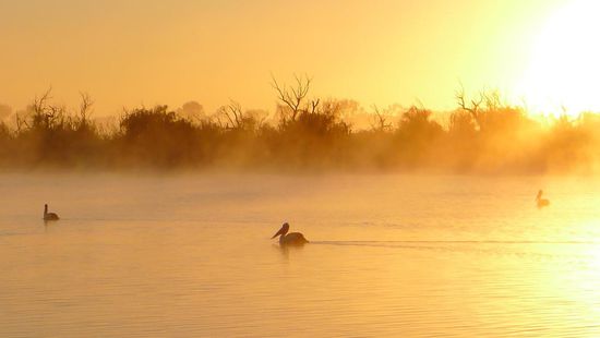 Herbstlicher Sonnenaufgang am Murray River mit Pelikanen
