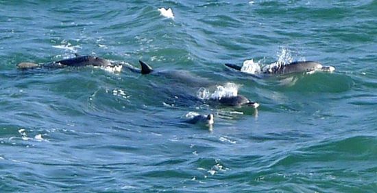 Eine grosse Gruppe die ein volles Show-Programm absolviert