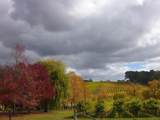 Das herbstliche Barossa Valley