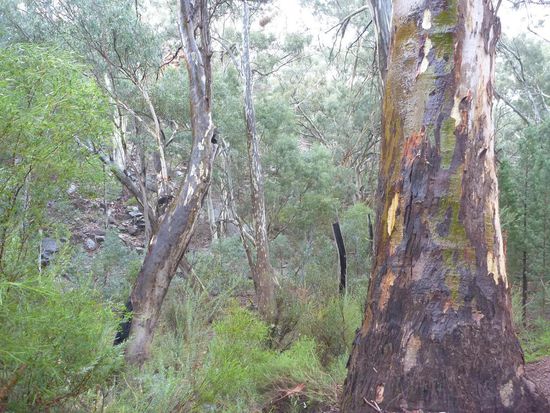 Dafür erschienen die Baumstämme bei Nässe in völlig anderen Farben und total bunt