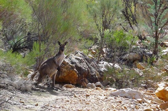 Unterwegs stossen wir auf eines der grossen grauen Känguruhs