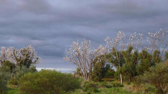 Die schönen weissen "Blüten" an den Bäumen sind hunderte, tausende, massenhaft Kakadus!