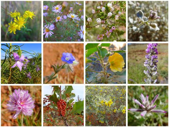 Ein kleiner Zusammenschnitt der Blütenvielfalt der Wüste, kaum vorstellbar