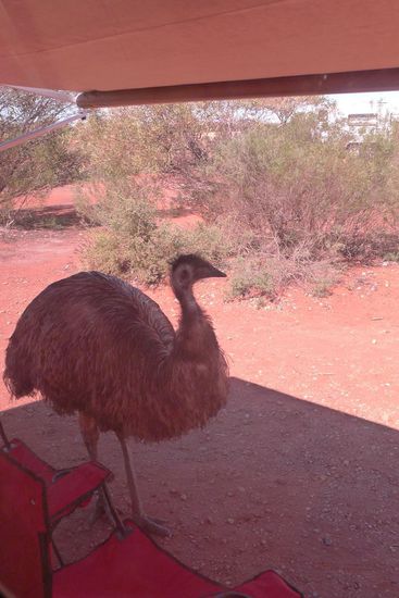 Curtin Springs, das Haus- Emu welches dort auf dem Gelände wohnt sucht Schatten unter unserer Markise