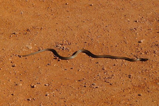 Seltener Gast im Camp, eine King Brown Schlange. Der Biss tötet nach 5 Std., muss man nicht haben