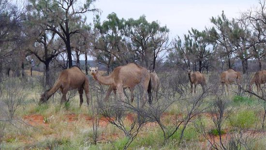 Wilde Dromedare am Strassenrand! Damit hatten wir nicht gerechnet, immer wieder  Überraschungen.