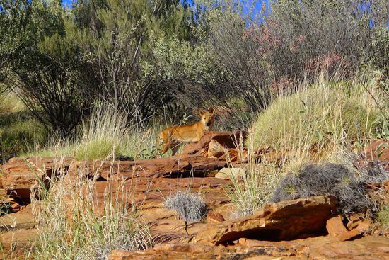 Sogar ein Dingo kreuzte unseren Weg, bisher hatten wir die nur nachts heulen gehört.