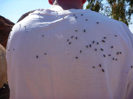 Hier war nicht soviel los, da hatten wir schon mehr Plagegeister erlebt, die uns nervten
