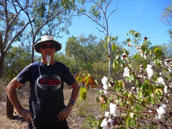 Ein wilder Baumwollstrauch lädt zu Spässchen ein. Ist schon ulkig, wenn man richtige Wattebällchen einfach so vom Baum zupfen kann.