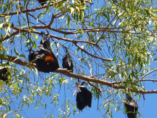 Flughunde hängen hier fast überall in den Bäumen