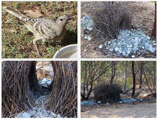 Der Bowerbird und sein beeindruckendes Werk. Auf den ersten Blick denkt man, hier hat jemand seinen Müll entsorgt.......