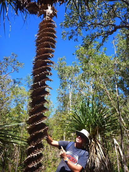 Eine der verschiedenen Pandanus-Arten, die spiralförmig in die Höhe wachsen