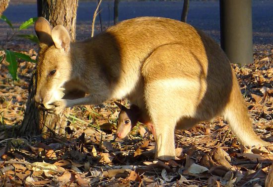 Auf den Campplätzen: nicht zahm, aber auch nicht scheu. Ein Wallabie mit "Joey" im Beutel