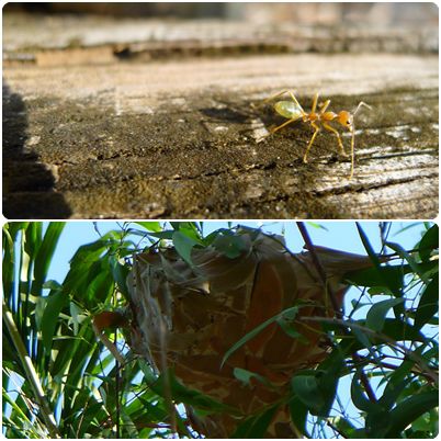 Zum Abschluss noch einmal interessantes Tierleben: Green Ants, die bauen unglaubliche Nester in Bäumen, aus Blättern zusammengefügt. Diese Nester werden in Wasser gelegt, ausgedrückt und man hat ein nach Zitrone schmeckendes Getränk. Soll gut gegen Erkältung sein