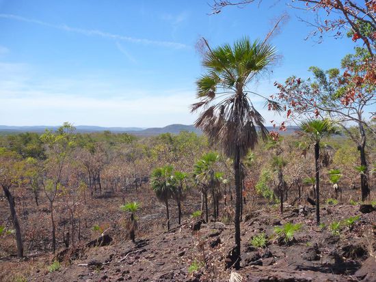 Am Bukbukluk Lookout, hier fängt es nach dem Abbrennen des Unterholzes gerade wieder an zu grünen