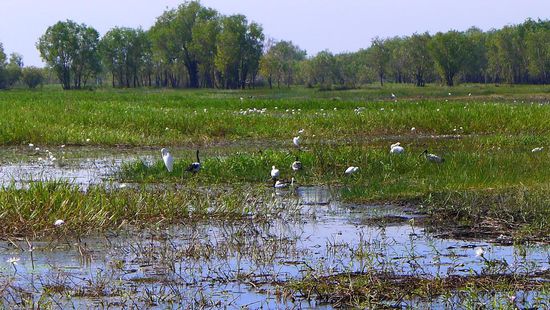 Die Yellow River Wetlands, eine riesige Wiesenlandschaft mit Wasserflächen voller Wasserlilien und ein Paradies für Freunde des "Bird-watching"