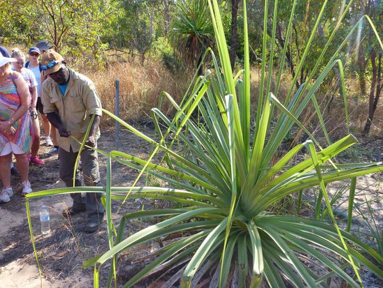 Die Aboriginal Ranger erzählten viel über die verschiedenen Pflanzen und deren Nutzung