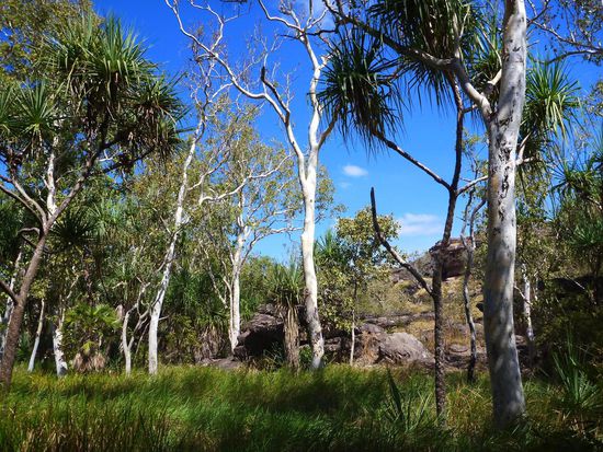 Einfach wieder Bushland