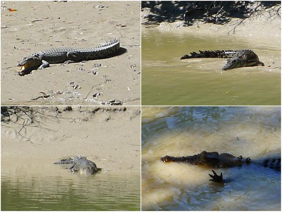 Und es klappte doch noch, irgendwann tauchten sie auf. Wir haben aber immer genügend Sicherheitsabstand gehalten.