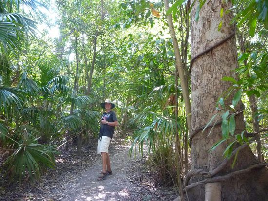 Schöner Regenwald auf dem Mangaree rainforest walk.....