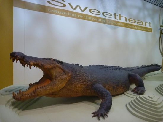 Im Nationalmuseum, dort ist das lokal berühmte " Sweetheart" ausgestopft zu bestaunen