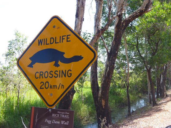 Ausflug zum Fogg Dam, wenn die die Strasse überquert braucht man etwas Geduld