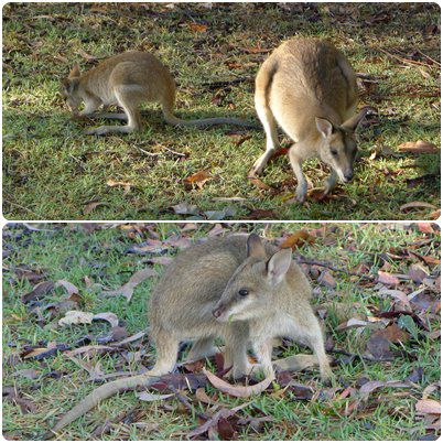 Auf dem Campplatz in Litchfield: das kleine Känguruh, bei unsererm letzten Besuch noch im Beutel, jetzt auf eigenen Füssen.
