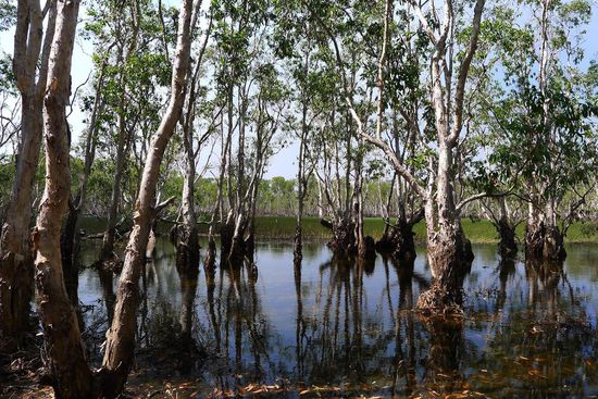 Der Tabletop Swamp, eine riesige Wasserlandschaft mit einem artenreichen Vogelleben