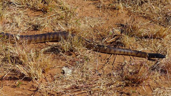 ....auch mal eine Schlange!