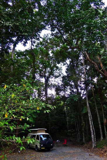 Ein Campingplatz mitten im Regenwald, umgebende Bäume schaffen ein eigenes kleines Reich für jeden Camper